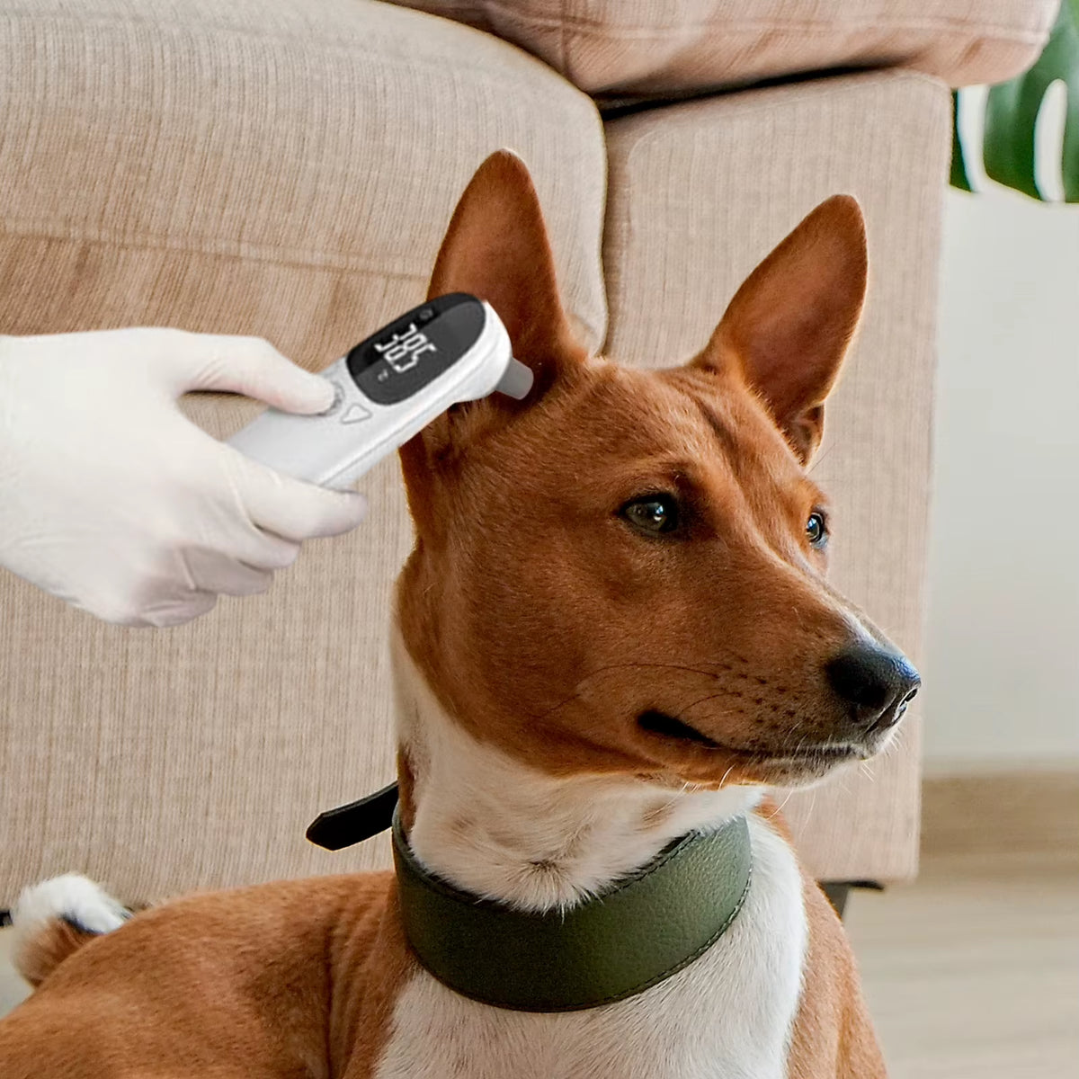 Cat Thermometers Ear Cat Dog Tech Supplies Puppy Thermometers Fever Detection Device for Pet High-Precision Accurate Led Display